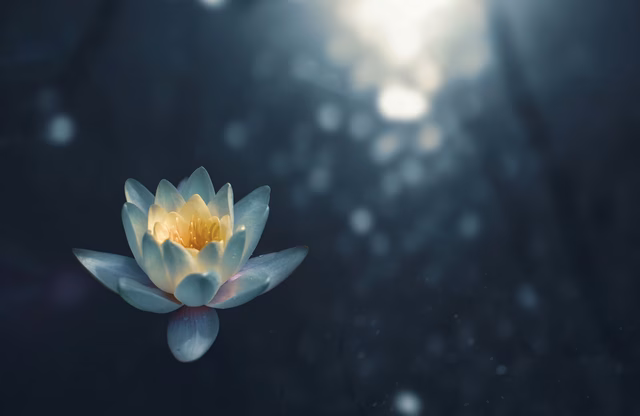 lily-flower