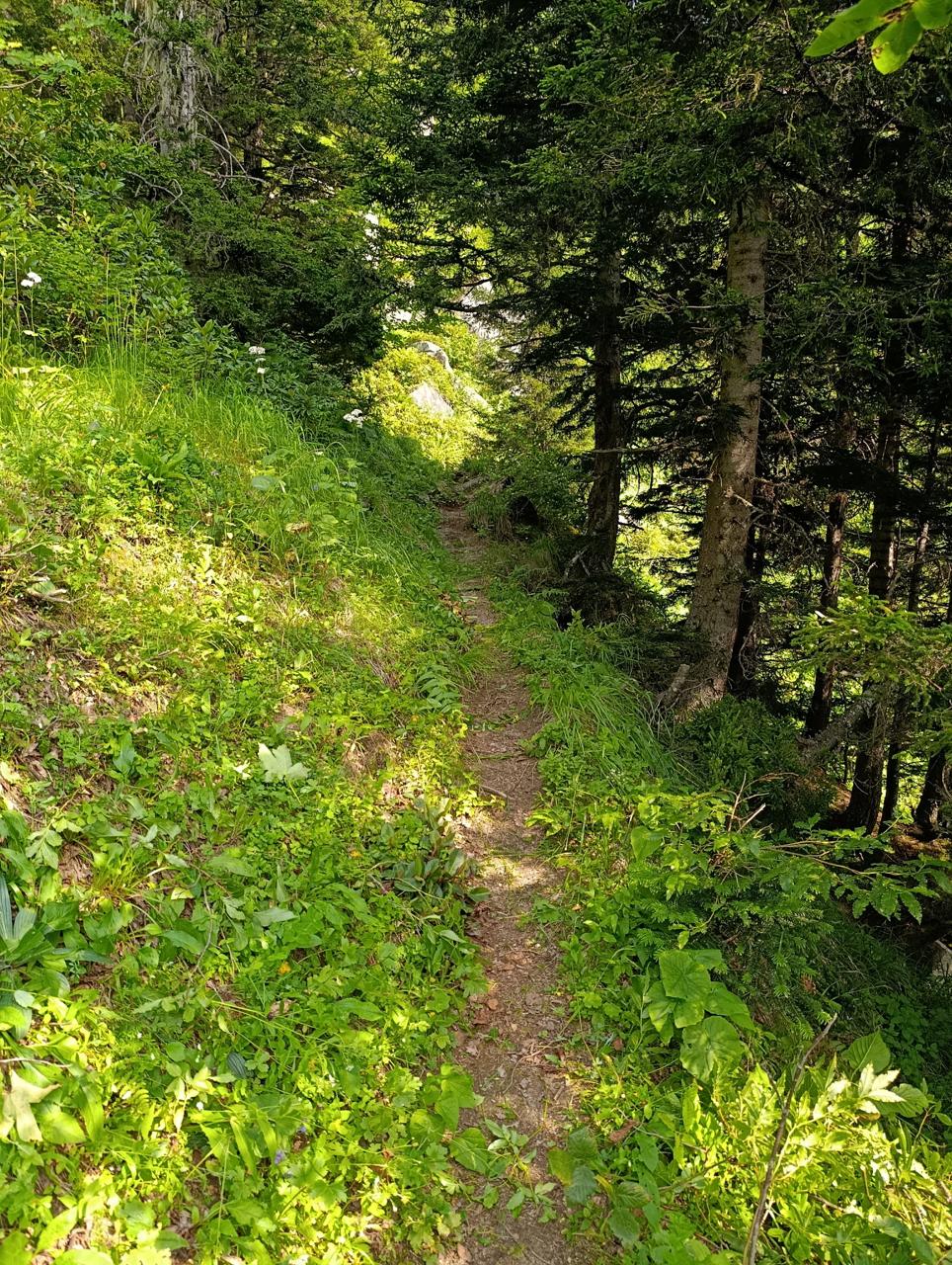 forest-trails